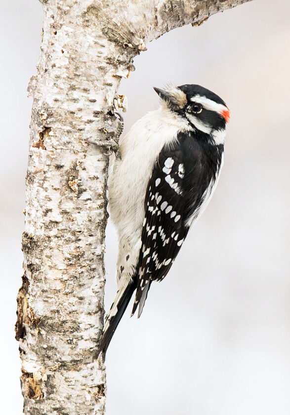 Bird-watching without bells and whistles | News, Sports, Jobs - The Express